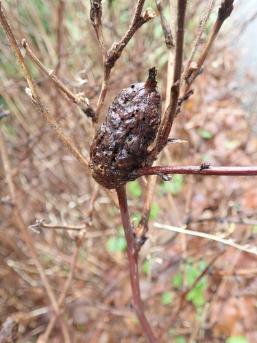 Thimbleberry Gall Wasp photo 3