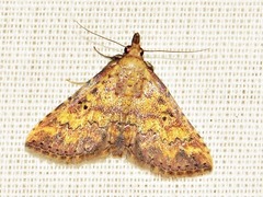 Cerynea thermesialis