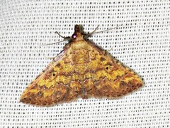 Cerynea thermesialis