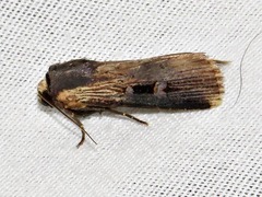 Effractilis effracta