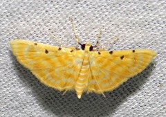 Notarcha quaternalis