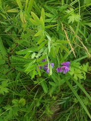 Lathyrus palustris pilosus