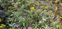 Brachyglottis laxifolia