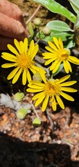 Brachyglottis laxifolia
