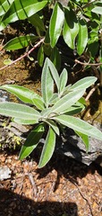 Brachyglottis laxifolia