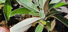 Brachyglottis laxifolia
