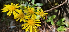Brachyglottis laxifolia