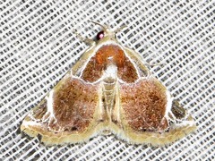 Eublemma costimacula