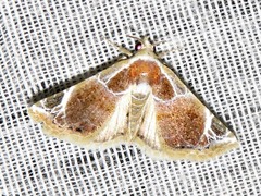 Eublemma costimacula