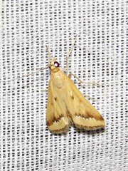 Achyra coelatalis