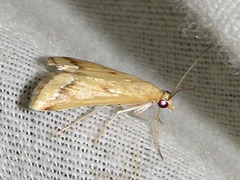 Achyra coelatalis
