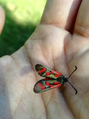 Zygaena oxytropis