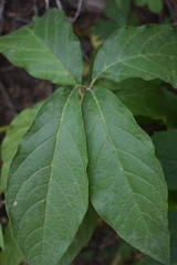 Lonicera involucrata