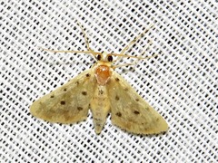 Calamoschoena stictalis