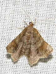 Chiasmia confuscata