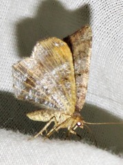 Chiasmia confuscata