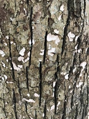 Dendrothele