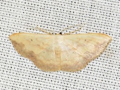 Scopula caesaria