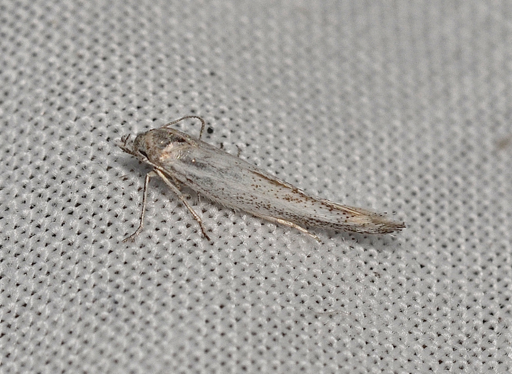 Elachista litharga