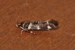 Macrobathra ceraunobola