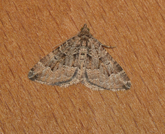 Epyaxa agelasta