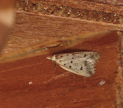 Atheropla decaspila