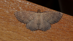 Chrysolarentia microcyma