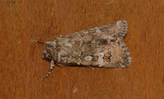 Ectopatria xerampelina