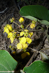 Stigmaphyllon bonariense