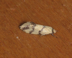 Psaroxantha basilica