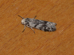 Lichenaula onychotypa