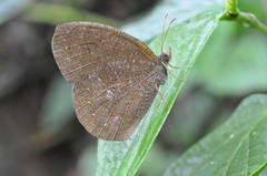 Godartiana muscosa