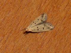 Atheropla decaspila