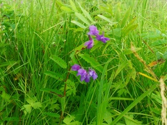 Lathyrus palustris pilosus