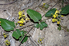 Stigmaphyllon bonariense