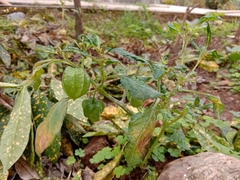 Physalis philadelphica