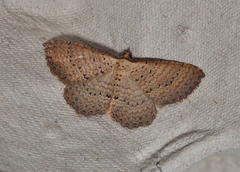 Chrysolarentia microcyma