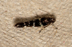 Stagmatophora argyrostrepta