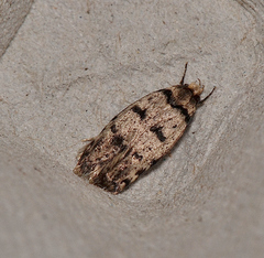 Scatochresis episema