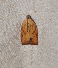 Meritastis laganodes