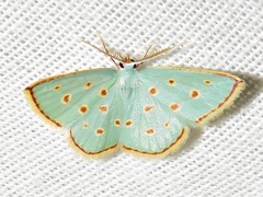 Comostolopsis stillata stillata