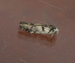 Lichenaula onychotypa