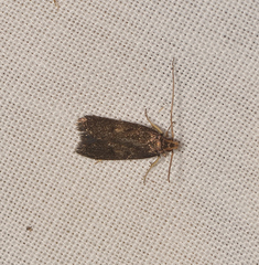 Lecithocera terrigena