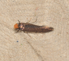 Craniosara pyrotricha