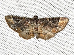 Melanthia ustiplaga