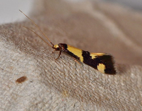 Opogona comptella