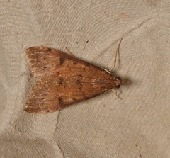 Uresiphita ornithopteralis