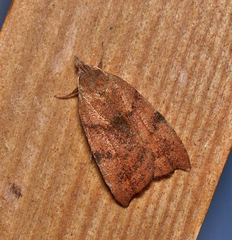 Tortricopsis euryphanella