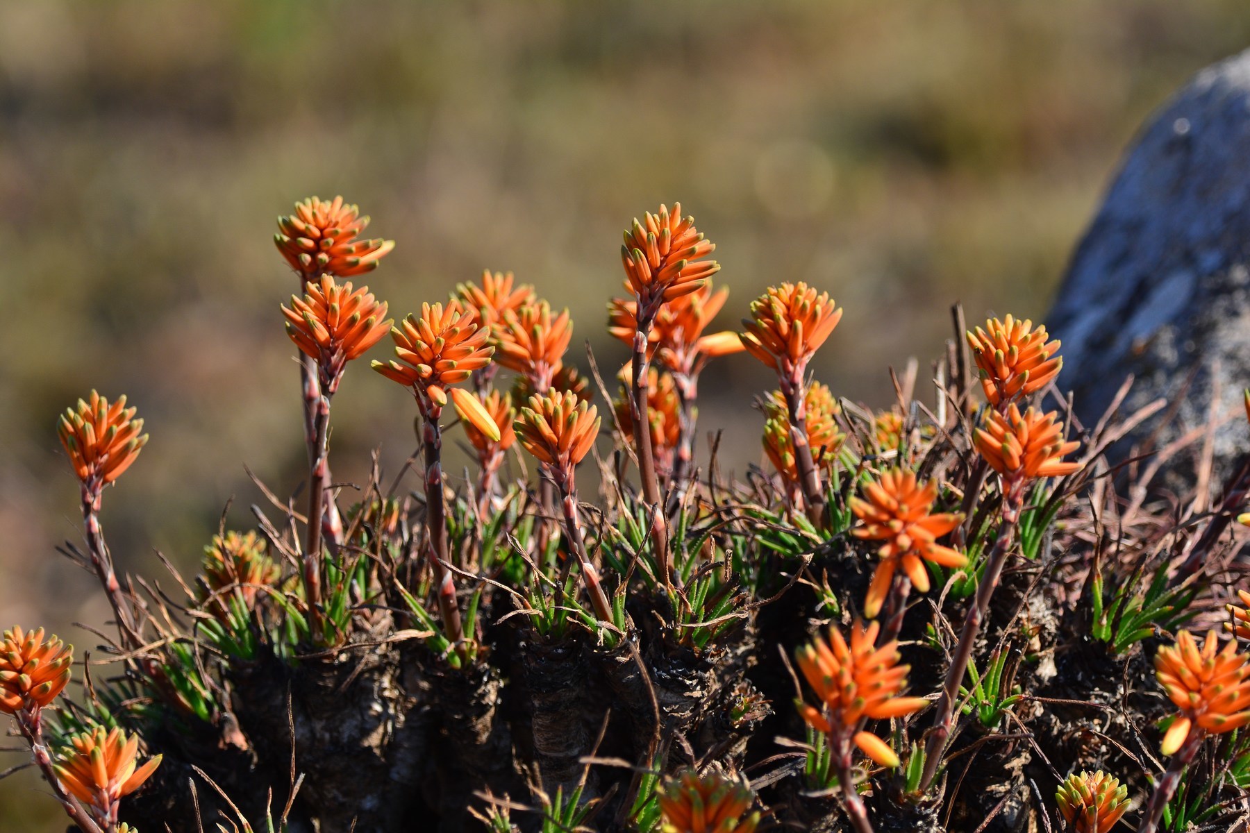 Aloe chortolirioides