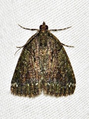 Xylopteryx arcuata